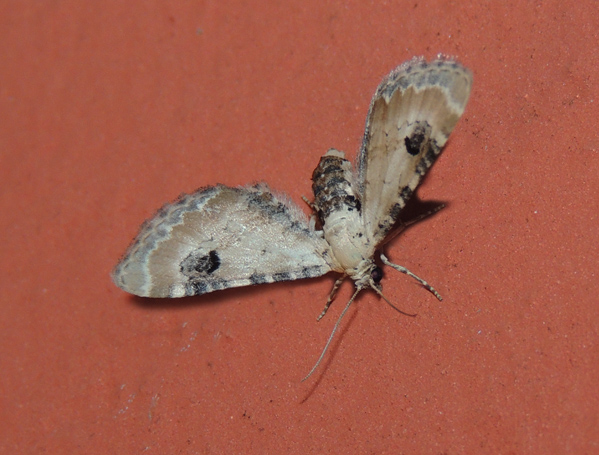 Eupithecia centaureata Geometridae